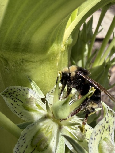 iNaturalist observation photo of Bumble Bees