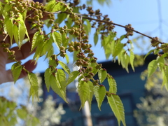 Zelkova serrata