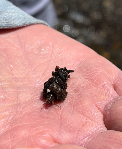 iNaturalist observation photo of Caddisflies