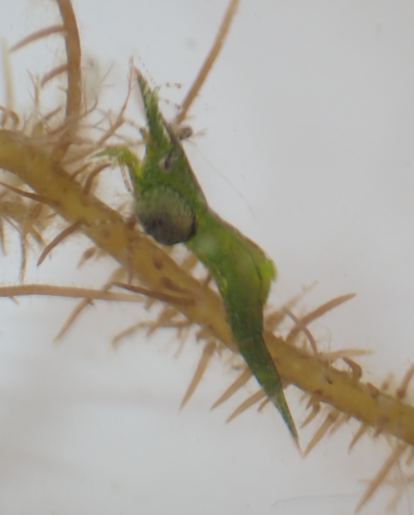 Bopyrina abbreviata