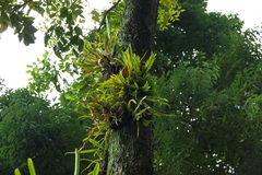 Dendrobium grande