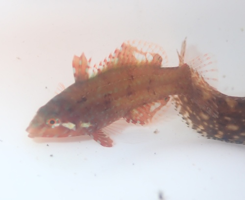 Dwarf wrasse (Doratonotus megalepis) — Labridae — 4