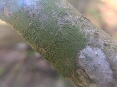 Scoliciosporum