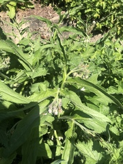 Symphytum × hidcotense