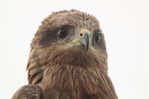 Fork-tailed Kite