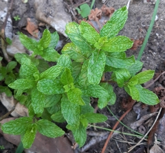 Mentha × rotundifolia