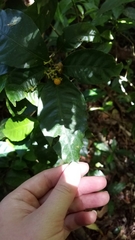 Palicourea valeriana