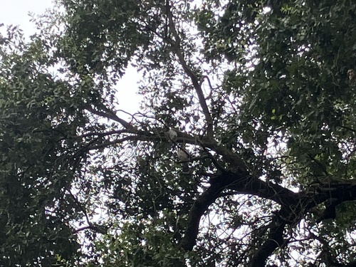 Cooper's Hawk seen in Sonoma Valley