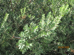 Metrosideros excelsa