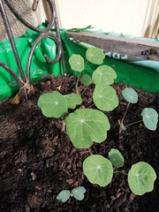 Tropaeolum majus