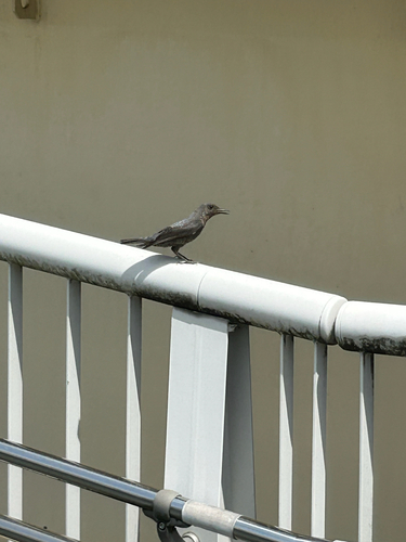 Blue Rock-Thrush