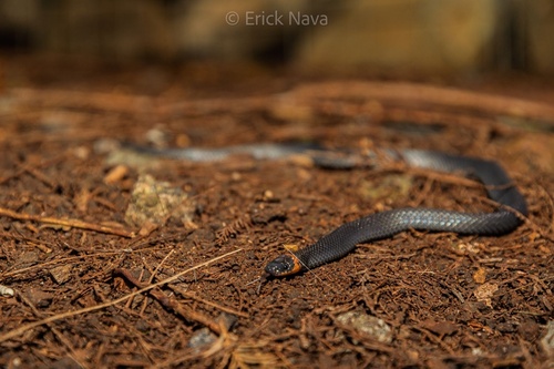 Photo of a Liebmann's Earth Runner (Chersodromus liebmanni)