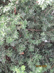 Metrosideros excelsa