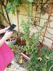 Portulacaria afra