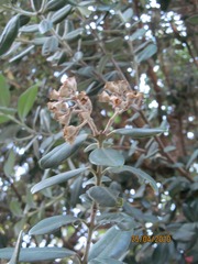 Metrosideros excelsa