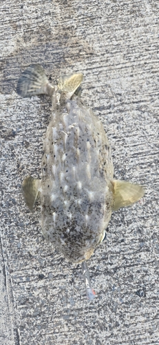 Chilomycterus, 2026-07-04