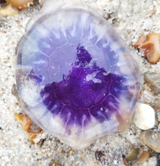 Cyanea lamarckii