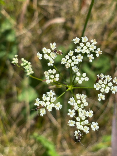 Burnet-saxifrage
