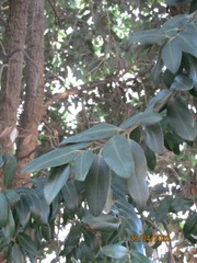 Metrosideros excelsa
