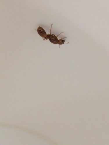 Solenopsis amblychila