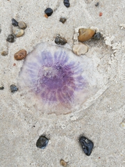Cyanea lamarckii