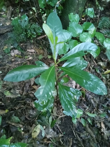 Karaka