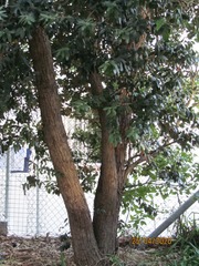 Metrosideros excelsa