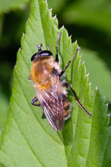 Criorhina floccosa