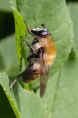 Criorhina floccosa
