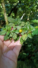 Psychotria parvifolia