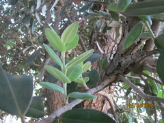 Metrosideros excelsa