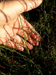 Rhodocoma fruticosa