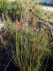 Rhodocoma fruticosa