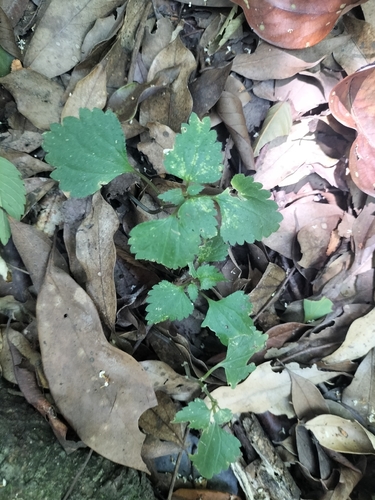 Nanocnide japonica