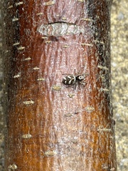 Salticus scenicus