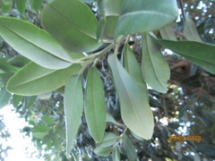 Metrosideros excelsa