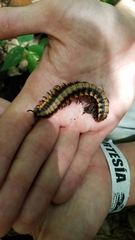 Nyssodesmus python