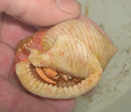 Semicassis umbilicata observed 2006-10-12
