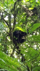 Chamaepetes unicolor