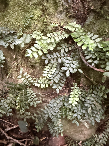 Arthropteris beckleri observed 2026-07-05