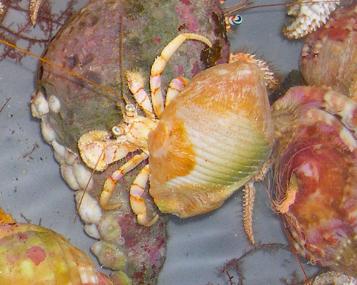 Semicassis umbilicata observed 2006-10-21