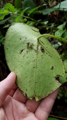 Peperomia hernandiifolia