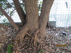 Metrosideros excelsa