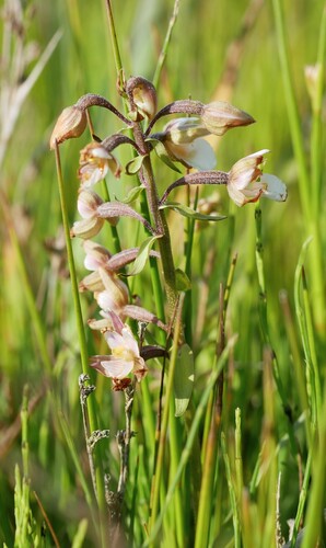 Marsh Helleborine