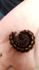 Nyssodesmus python