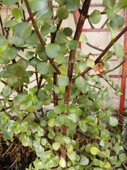 Portulacaria afra
