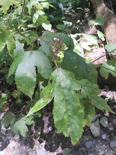 Sweet gum (Liquidambar formosana)