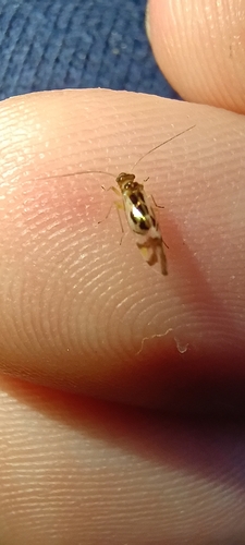 iNaturalist observation photo of F-winged Barklouse