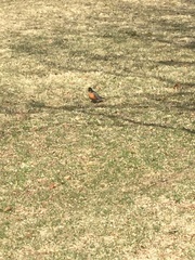 Turdus migratorius image