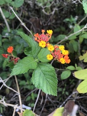 Lantana camara image